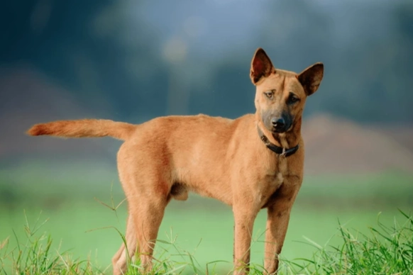台灣犬 台灣犬