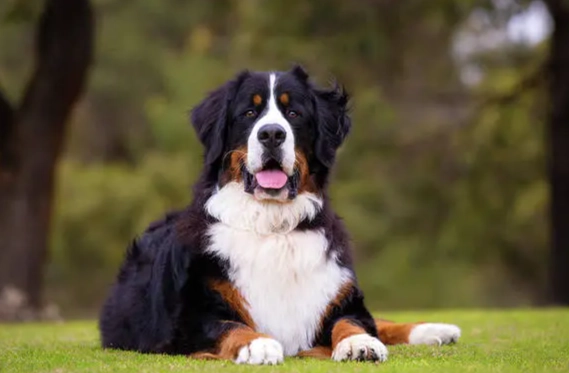 大型犬推薦 大型犬推薦
