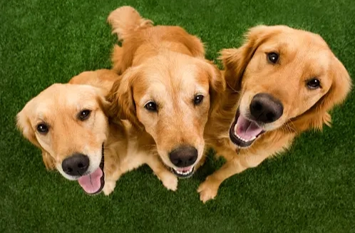 老年犬保健食品 老年犬保健食品