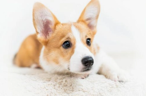 柯基犬平均壽命 柯基犬平均壽命