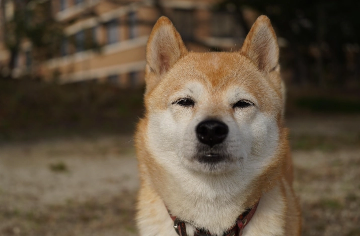 柴犬追尾巴 柴犬追尾巴