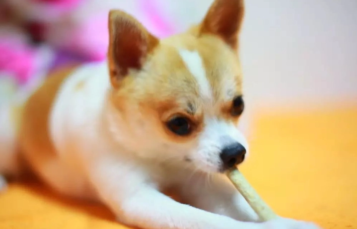 狗耳朵發炎症狀 狗耳朵發炎症狀