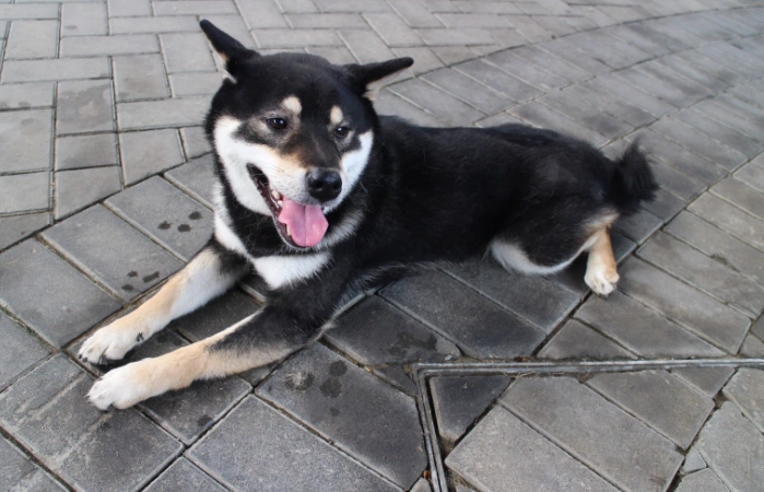 柴犬追尾巴 柴犬追尾巴