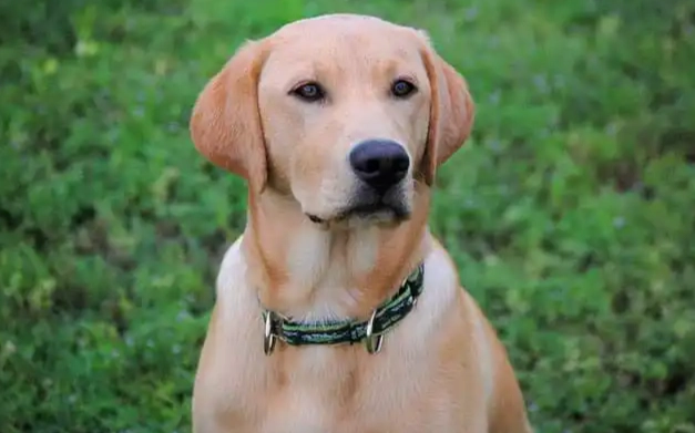拉布拉多貴賓犬價格 拉布拉多貴賓犬價格