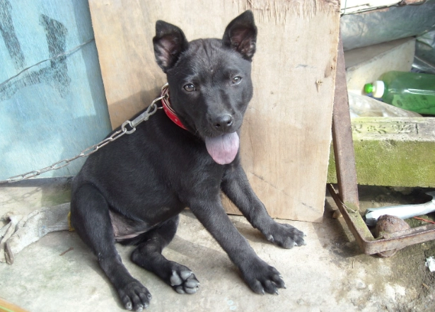 台灣犬幼犬照顧 台灣犬幼犬照顧