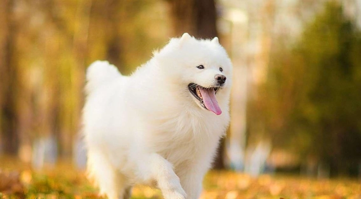 狗狗驅蟲藥推薦 狗狗驅蟲藥推薦