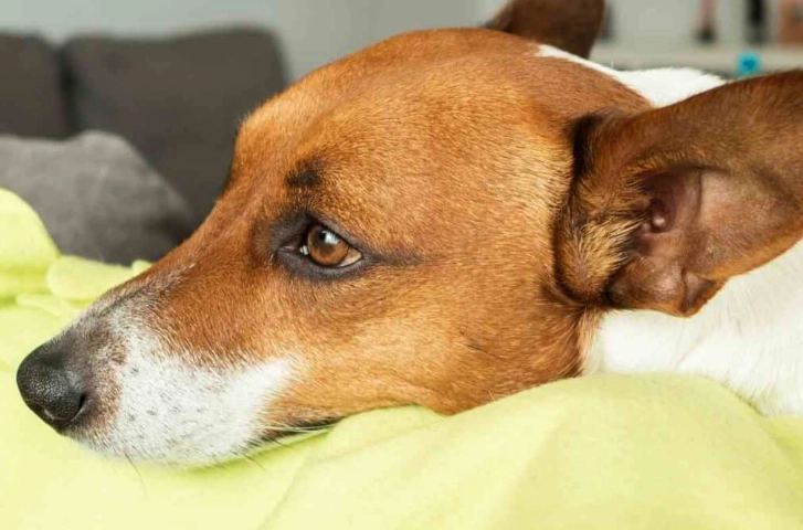 狗狗腎臟病 狗狗腎臟病