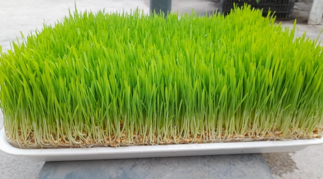 小麥草好處