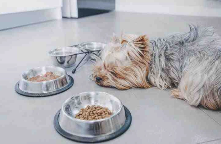 狗狗低脂鮮食 狗狗低脂鮮食