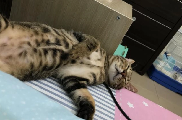 米克斯貓領養