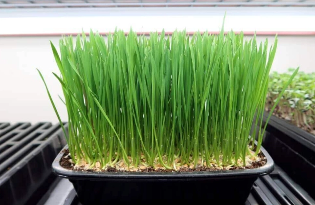 小麥草好處