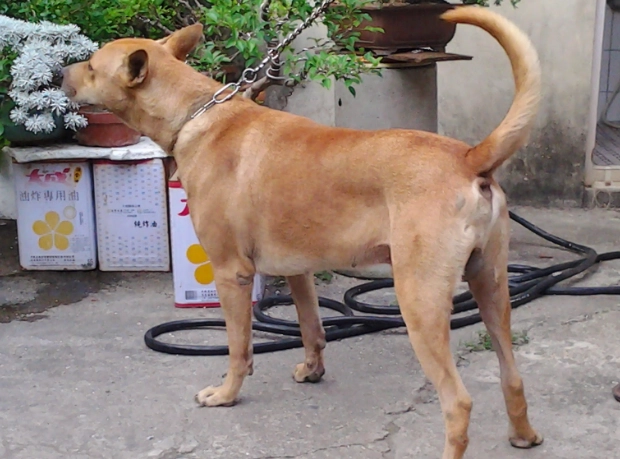 台灣犬幼犬照顧 台灣犬幼犬照顧