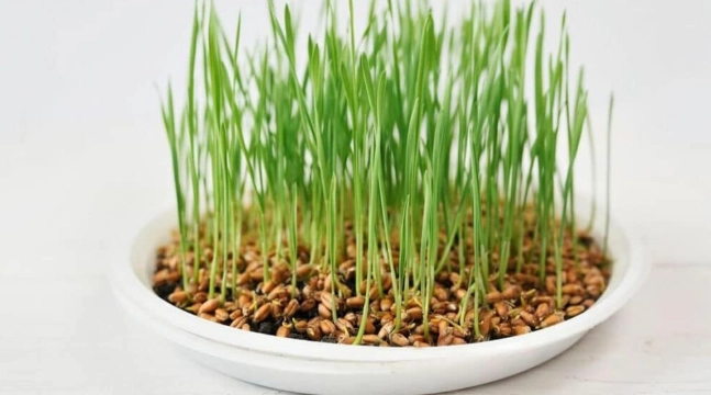 小麥草種植