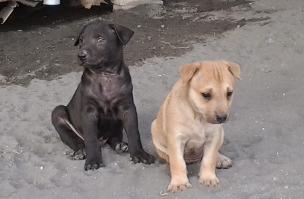 台灣犬價格 台灣犬價格