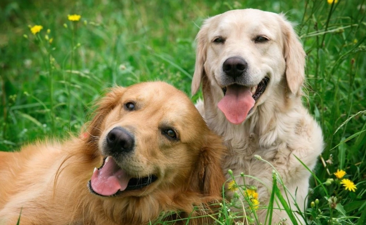 老年犬保健食品 老年犬保健食品