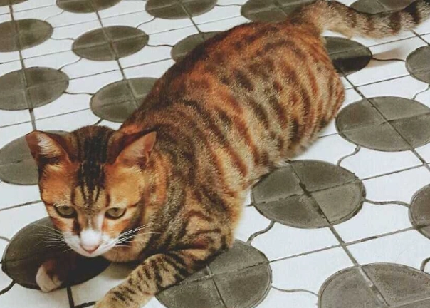 虎斑貓照顧