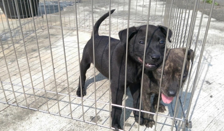 台灣犬幼犬照顧 台灣犬幼犬照顧