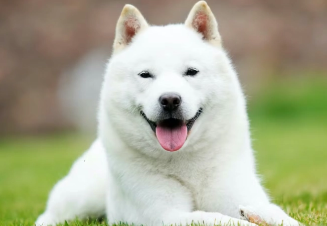家庭適合中型犬 家庭適合中型犬