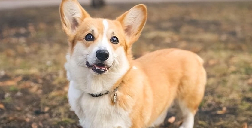柯基犬好養嗎 柯基犬好養嗎