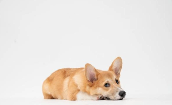 延長柯基犬壽命 延長柯基犬壽命