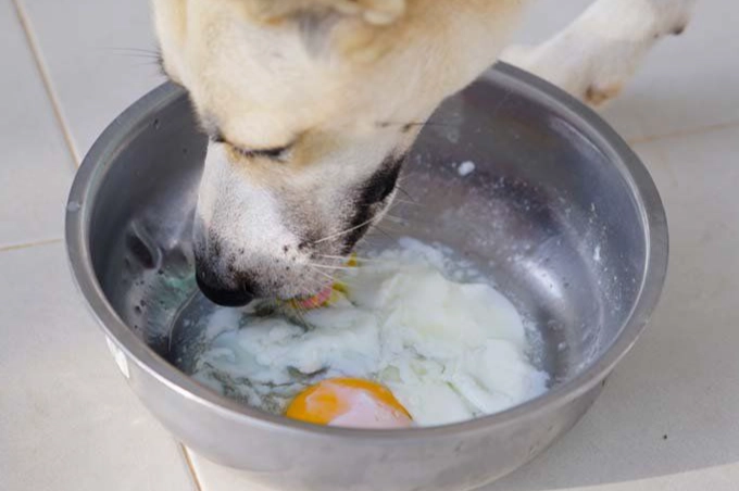 狗吃蛋安全 狗吃蛋安全