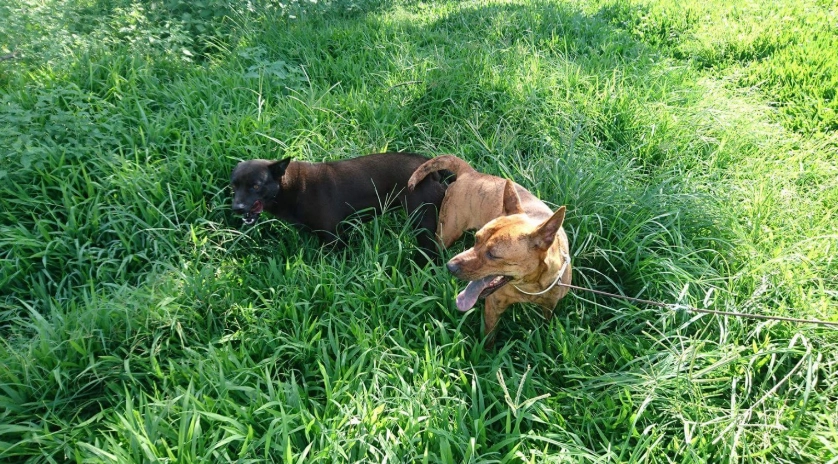 台灣犬價格 台灣犬價格