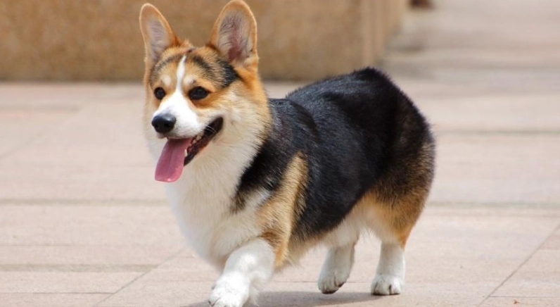 柯基犬好養嗎 柯基犬好養嗎