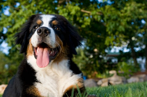 大型犬推薦 大型犬推薦
