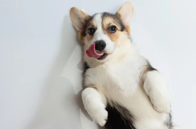 延長柯基犬壽命 延長柯基犬壽命