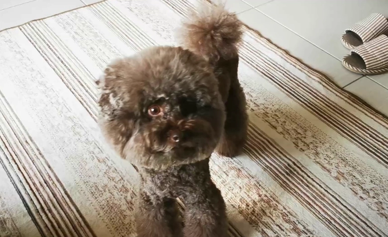 狗行為異常