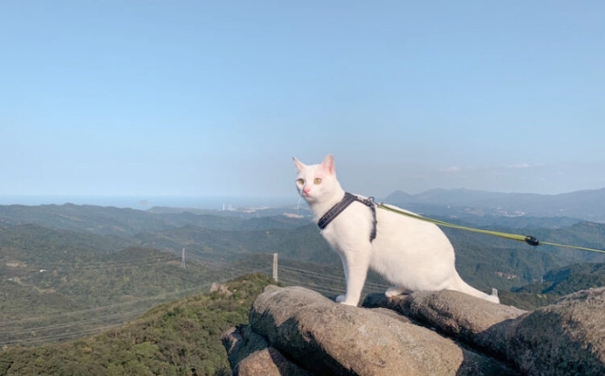 貓咪友善景點台北 貓咪友善景點台北
