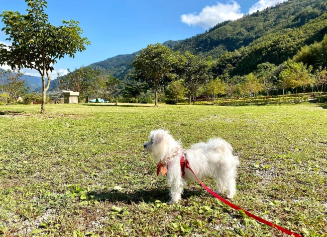 阿里山 寵物友善 阿里山 寵物友善