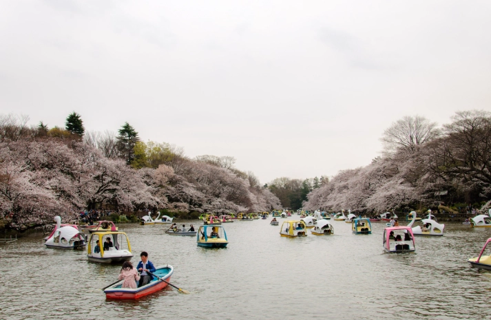 上野公園 櫻花季 上野公園 櫻花季