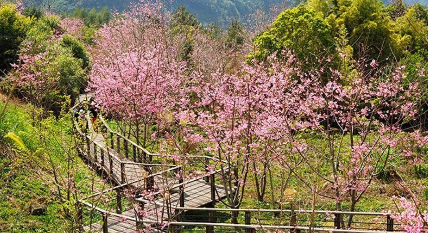 阿里山交通
