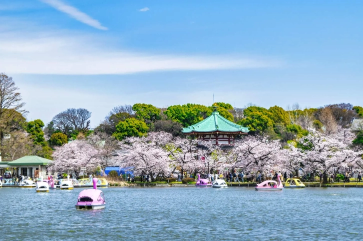 上野公園 櫻花季 上野公園 櫻花季