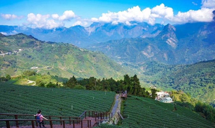 阿里山 寵物友善 阿里山 寵物友善