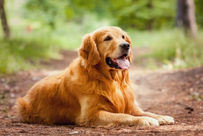 台鐵寵物規定大型犬 台鐵寵物規定大型犬