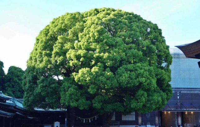 東京三日遊 東京三日遊