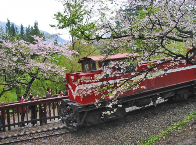 阿里山行程規劃 阿里山行程規劃