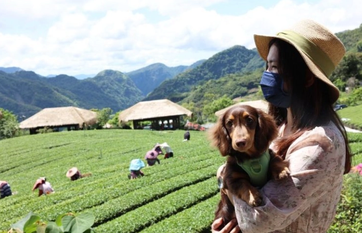 阿里山帶寵物旅遊 阿里山帶寵物旅遊