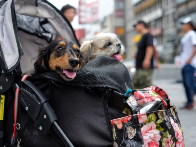 火車帶寵物 火車帶寵物