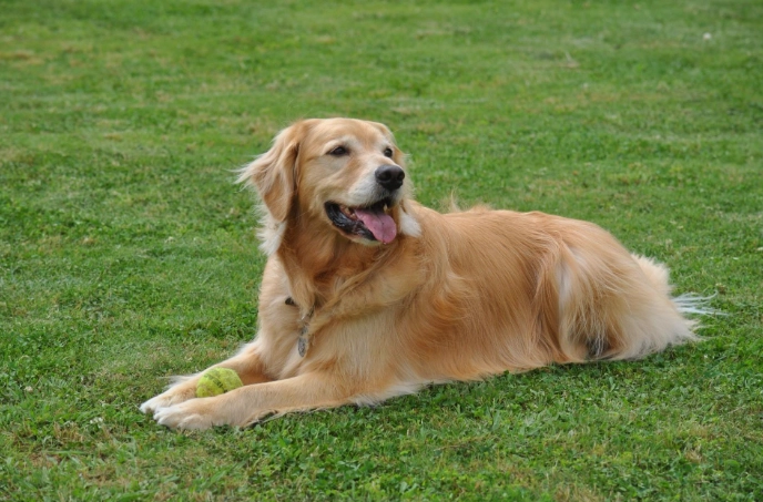 台鐵寵物規定大型犬 台鐵寵物規定大型犬
