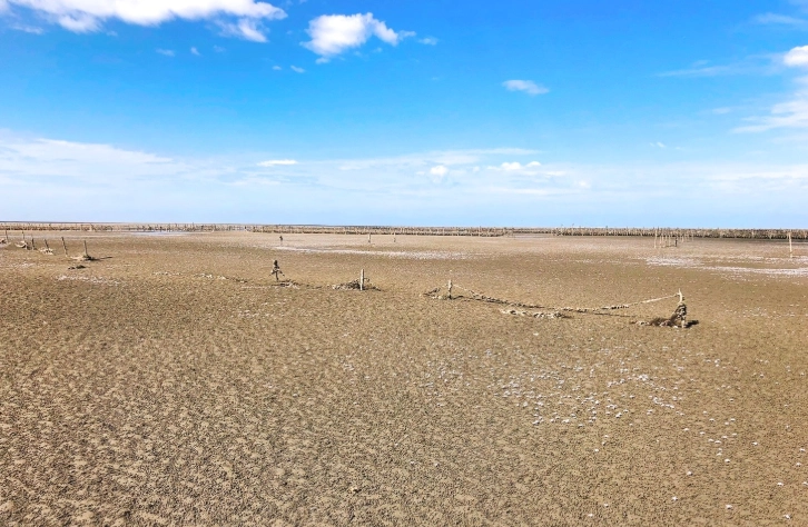 東石採蚵 東石採蚵