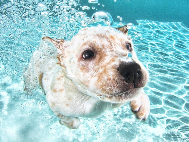 狗狗玩水地點