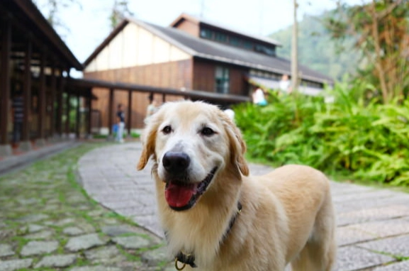 阿里山 寵物 阿里山 寵物