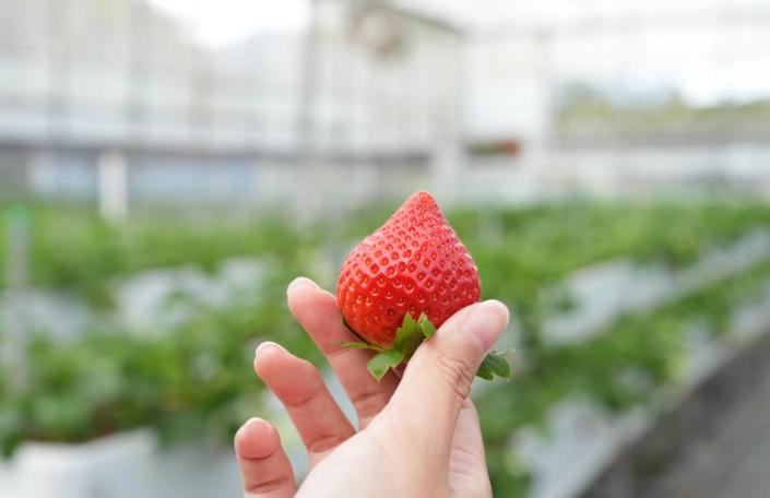 採草莓技巧 採草莓技巧