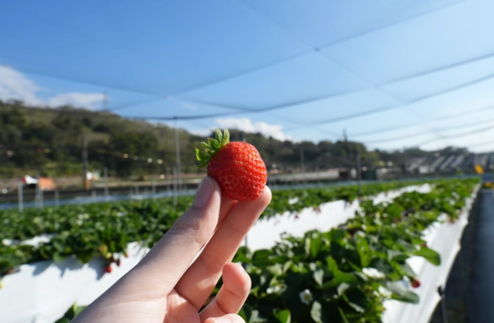 採草莓技巧 採草莓技巧
