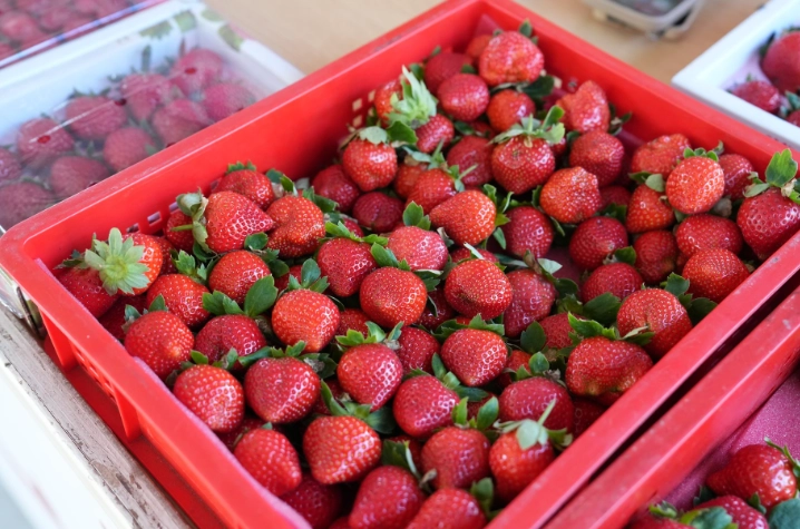 草莓園推薦 草莓園推薦