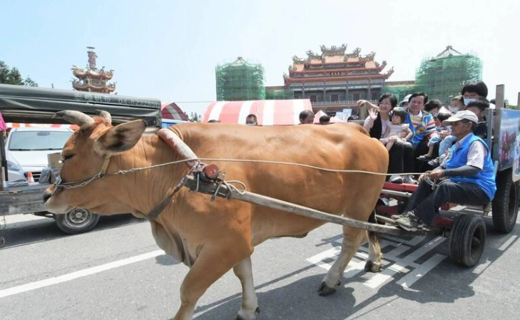 牛車體驗推薦 牛車體驗推薦