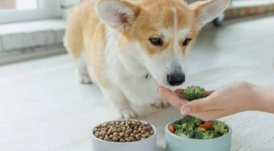 狗狗飲食轉換 狗狗飲食轉換
